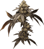 Trilla Clone