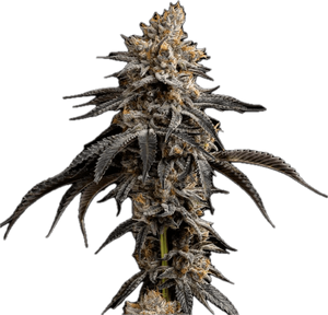 Tropicana Banana Clone