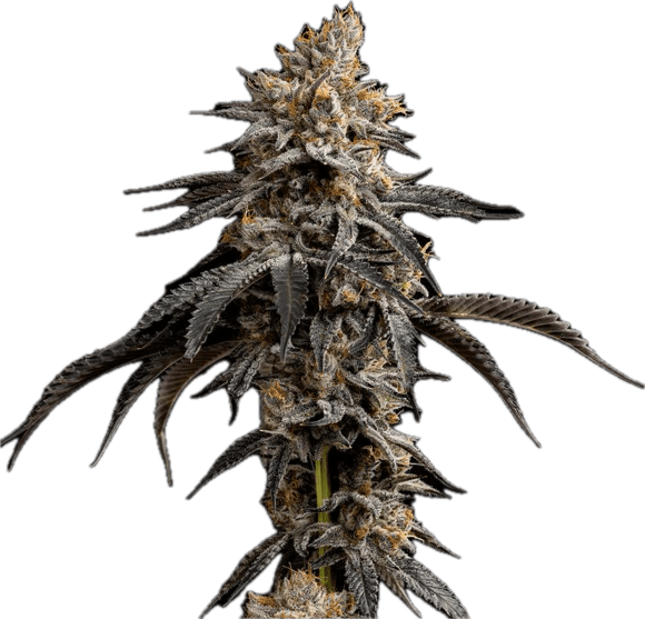 Tropicana Banana Clone