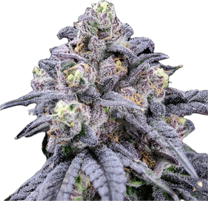 Tropicana Icing Clone