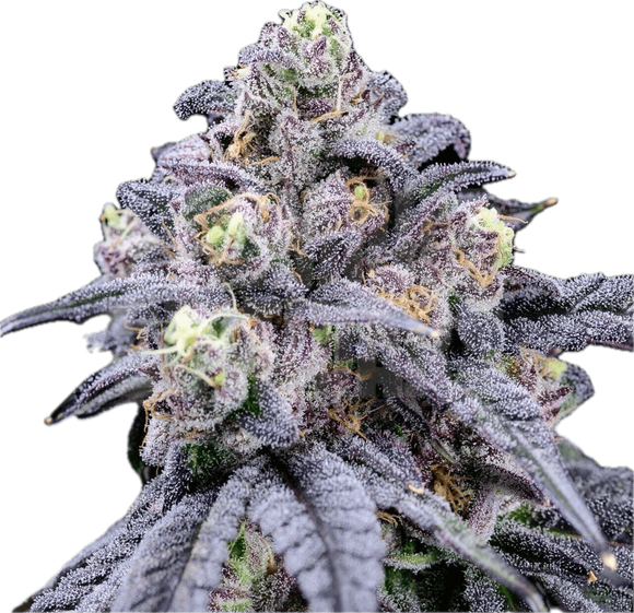 Tropicana Icing Clone