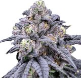 Tropicana Icing Clone