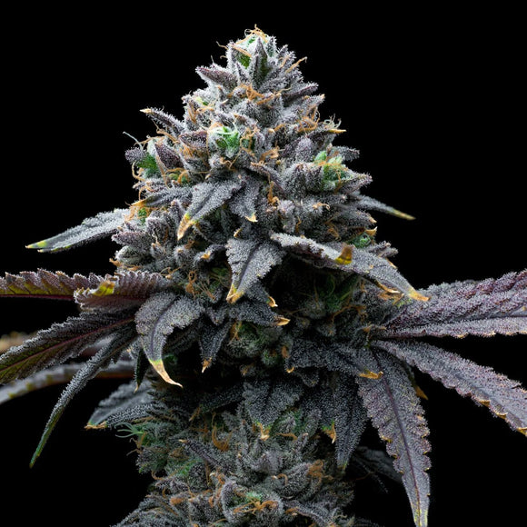 Tropicana Runtz Clone