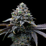 Tropicana Runtz Clone