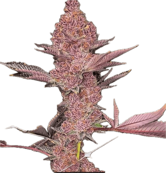 Tropicana Cherry Clone