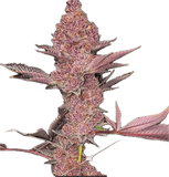 Tropicana Cherry Clone