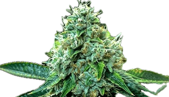 True OG Clone