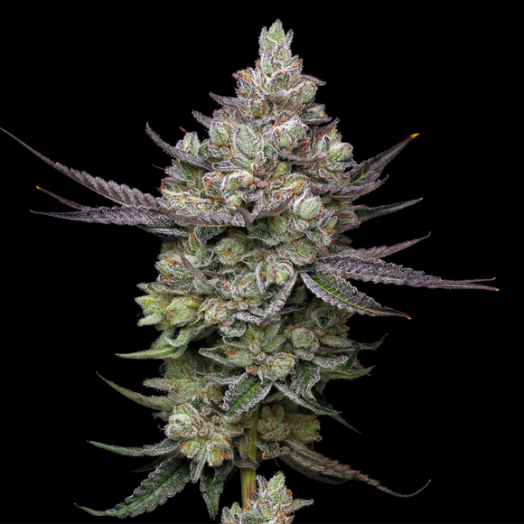 Ice Cream Man Clone