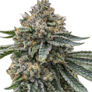 Violet Fog Clone