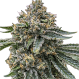 Violet Fog Clone