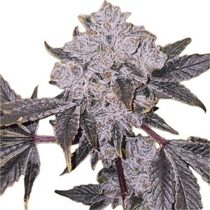 Watermelon Rush Clone