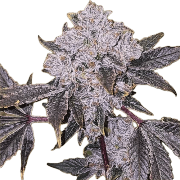 Watermelon Rush Clone