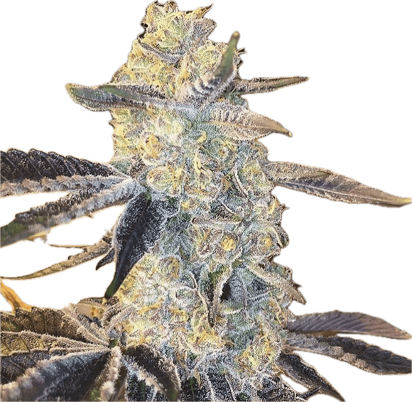 Wedding Crasher Clone