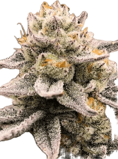 White Burgundy Clone