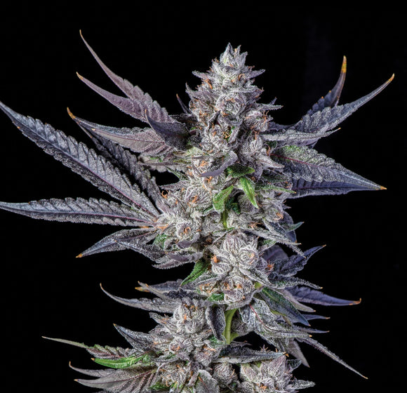 White Runtz Clone