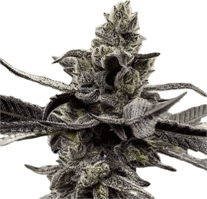 White Truffle Clone