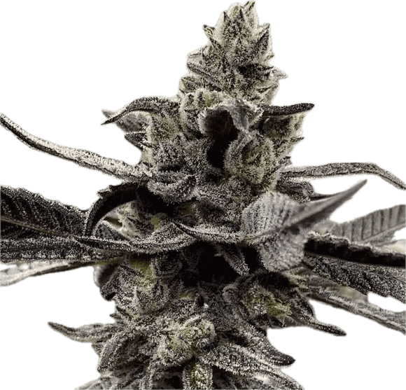 White Truffle Clone
