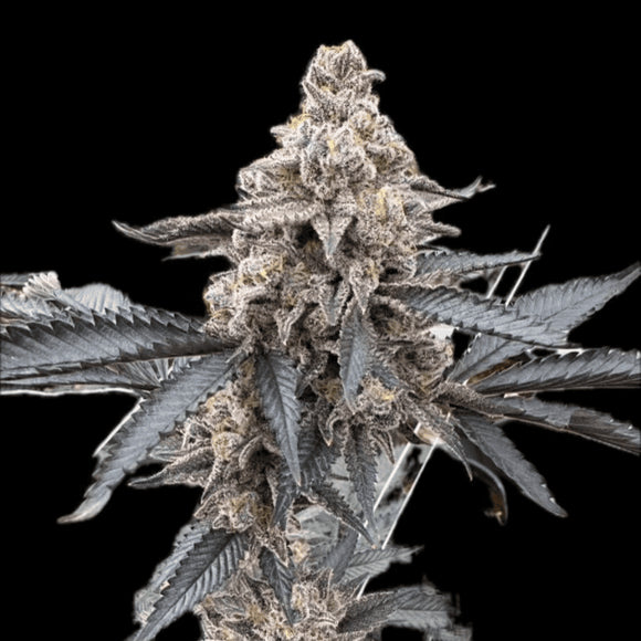 Zoap Clone