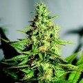 Acapulco Gold Clone