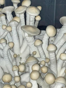 Leucistic Burma Liquid Culture
