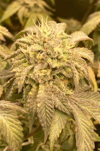 After Dark Clone