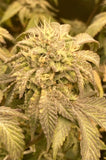 After Dark Clone