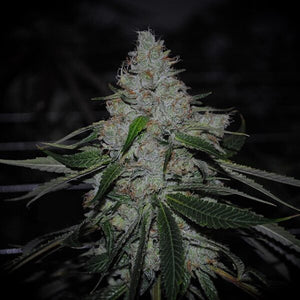Alien Apple Clone