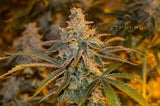 Alien Rift x Wizard's Glue Clone