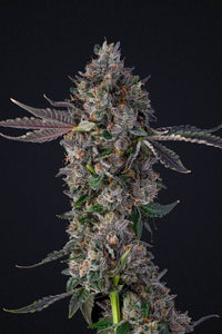 Amarena De Limon Clone