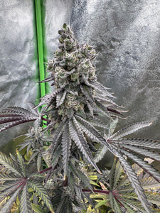 Apple Cup Clone