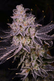 Apple Tartz Clone