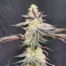 Apple Fritter Clone