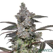 Apples & Bananas Clone