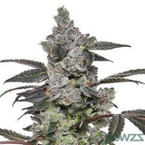 Apples & Bananas Clone