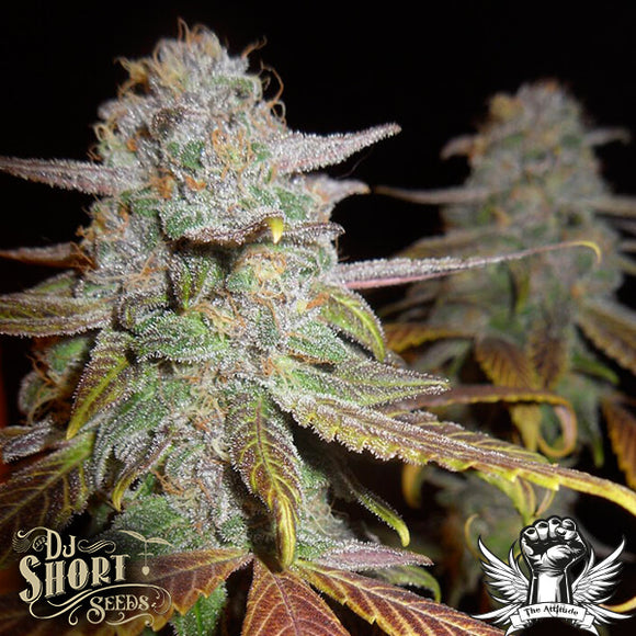 Blueberry F5 Clone