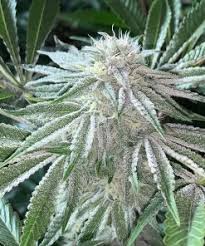 Bag Clogger #4 Clone