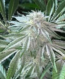 Bag Clogger #4 Clone