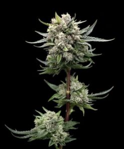 Banachee #6 Clone