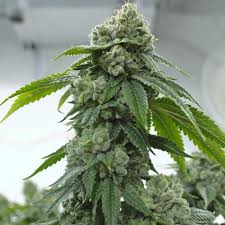 Biker OG Clone
