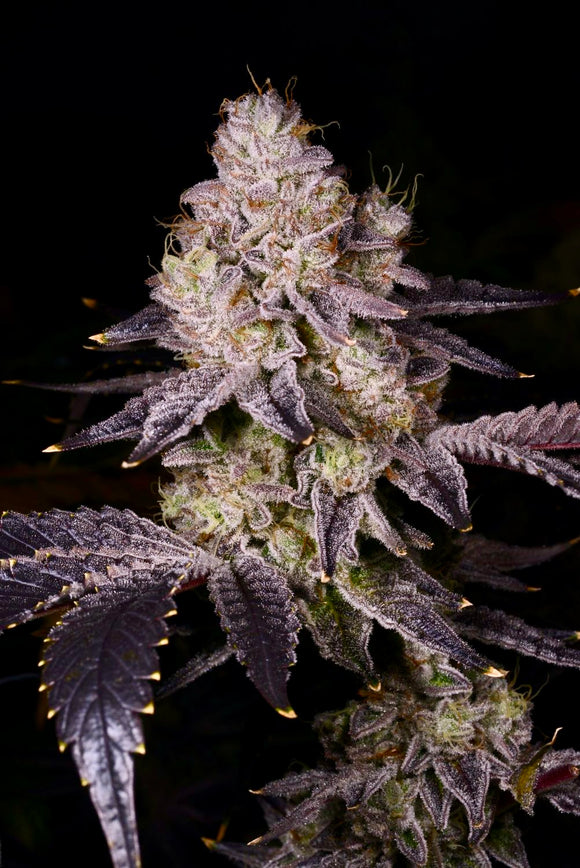 Black Truffles #3 Clone
