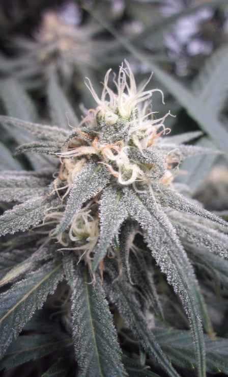 Platinum Blue Dream Clone