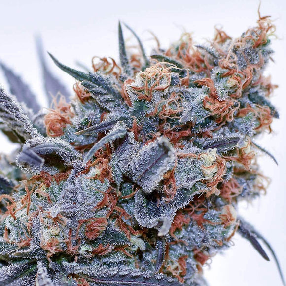 Blue OG Clone