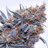 Blue OG Clone