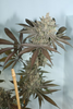 Mass Medical Strains - Blue Lotus S1