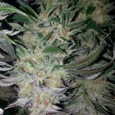 Blue Zkittles Clone