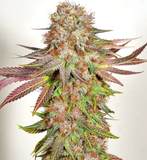 Mass Medical Strains - Bubba Pupil