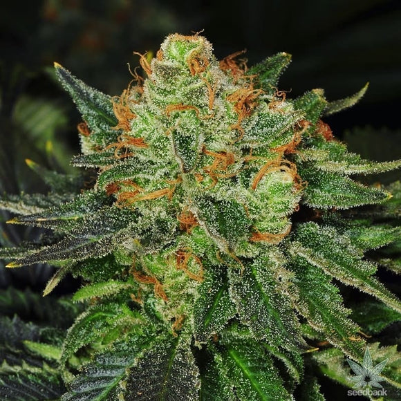 Bubblegum Clone