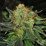 Bubblegum Clone