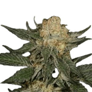 Bubblegum Gushers Clone
