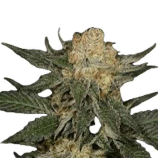 Bubblegum Gushers Clone